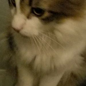 Meet your Posher, Kelly